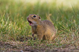Image. European Ground Squirrel