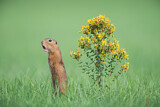 Image. European Ground Squirrel
