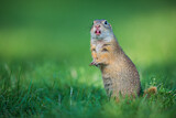 Image. European Ground Squirrel