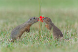 Image. European Ground Squirrel