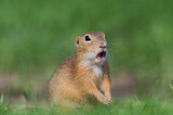 Image. European Ground Squirrel