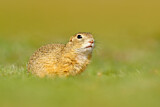 Image. European Ground Squirrel