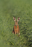 Image. European Hare