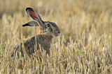 Image. European Hare