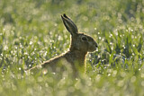 Image. European Hare