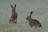 Image. European Hare
