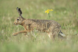 Image. European Hare