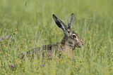 Image. European Hare