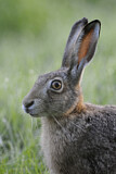 Image. European Hare