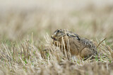 Image. European Hare