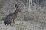 Image. European Hare