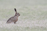 Image. European Hare