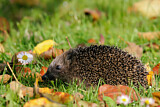 Image. European Hedgehog