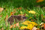 Image. European Hedgehog
