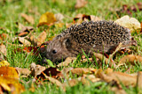Image. European Hedgehog