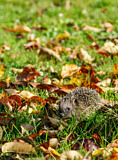 Image. European Hedgehog
