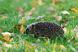 Image. European Hedgehog