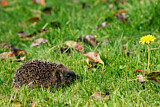 Image. European Hedgehog