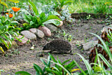 Image. European Hedgehog
