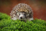 Image. European Hedgehog