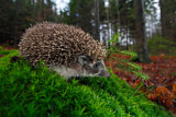 Image. European Hedgehog