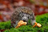 Image. European Hedgehog