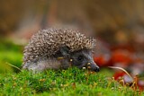 Image. European Hedgehog