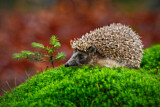 Image. European Hedgehog