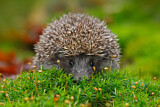 Image. European Hedgehog