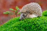 Image. European Hedgehog