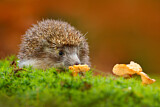 Image. European Hedgehog