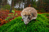 Image. European Hedgehog