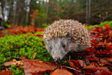 Image. European Hedgehog