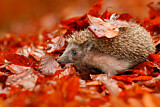 Image. European Hedgehog