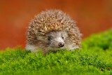 Image. European Hedgehog