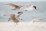 Image. European Herring Gull & Black-headed Gull