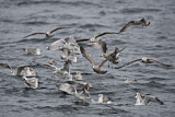 Image. European Herring Gull & Mew Gull & Great Black-backed Gull