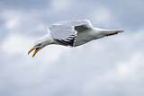 Image. European Herring Gull