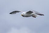 Image. European Herring Gull