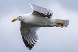 Image. European Herring Gull