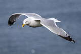 Image. European Herring Gull