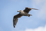 Image. European Herring Gull