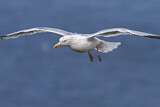 Image. European Herring Gull