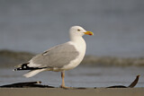 Image. European Herring Gull