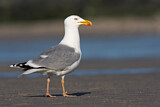Image. European Herring Gull