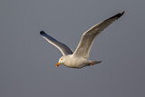 Image. European Herring Gull