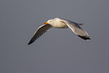 Image. European Herring Gull