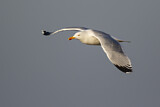 Image. European Herring Gull