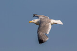 Image. European Herring Gull