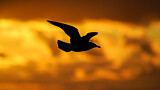 Image. European Herring Gull